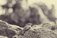 Michelle-Timothy-Engagement-071815-11